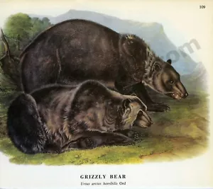 1968 John James & John Woodhouse Audubon GRIZZLYBÄR Ord Book Seite Kunst (1466) - Bild 1 von 1