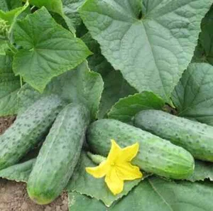 Cucumber Sparta F1 10/100 Seeds Hybrid Cucumbers Professional Seeds Спарта - Picture 1 of 6