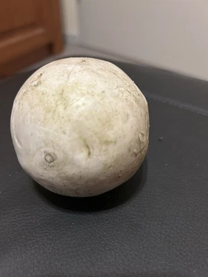 Pferde Polo Ball Gebraucht zu Verkaufen Pferd Pferd Rennen Mit Gebrauchsspuren - Bild 1 von 2