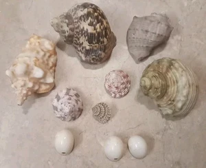LOT Vintage Old Sea Shell Lot Like Conch From Very Old Estate Unusual World Pick - Picture 1 of 7