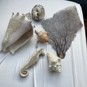 Korallen Muscheln Schneckengehäuse usw. Konvolut - Bild 1 von 5