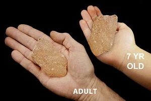 COPAL AMBER 3" Mineral Specimen Solar Plexus Chakra Healing Crystals Stones - Picture 1 of 3