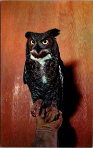Postal masiva de Boston c1950 Spooky The Great Horned Owl Museum of Science - Imagen 1 de 2
