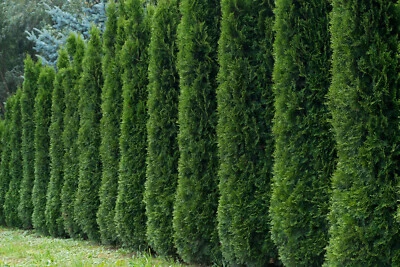 50+ THUJA TREE SEEDS (Thuja occidentalis) White Cedar Arborvitae Hedge Row FAST - Image 1 of 4