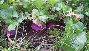 TURNIP, PURPLE TOP WHITE GLOBE, HEIRLOOM, ORGANICLY GROWN 50+ SEEDS - Picture 1 of 6