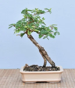 Bonsai Indoor, Turibaum (Sesbania grandiflora) 25084 | Bonsai-Garten-Müller - Bild 1 von 2