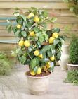 Citrus Lemon Toscane Fruit Tree Plant 50 cm Supplied in a 1t Cm Pot
