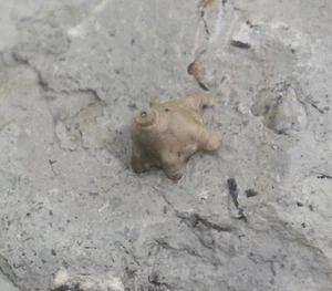 Crinoide, Macrostylocrinus striatus, Silur, St. Paul, Indiana, USA -c602 - Picture 1 of 6