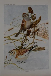 Antike Vogelkunst Ornithologie Vögel von New York Baumsperling 1923 Geschichte - Bild 1 von 8