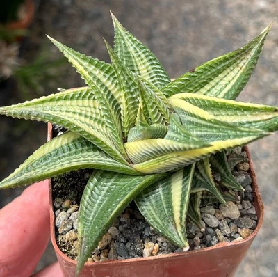 Planta de cactus suculenta abigarrada Haworthia limifolia Foto 1 de 3