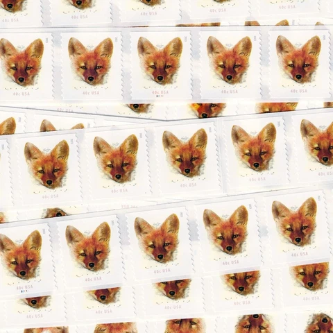 US # 5743 RED FOX 40c (2023) - Flat Strip of 50 Stamps from Coil w Center PNC#s Cover
