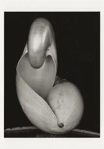 Postcard Edward Weston "Two Shells" 1927 Sea Shells J Paul Getty Museum MINT - Picture 1 of 1