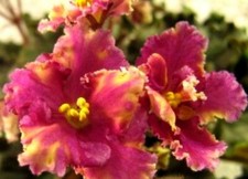 New listing
African Violet Plant ~ Ness' Fantasy Gold ~ Multi-Color Stars 3" Starter in Bud
