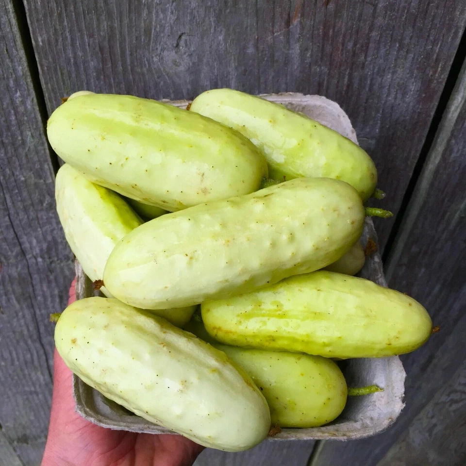 Salt & Pepper Cucumber - Cucumis sativus - 5+ seeds - Semillas - Graines -Cu 021 - Image 1 of 1