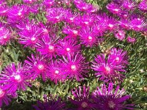 50 Samen Mittagsblume Delosperma Winterhart Lila Bodendecker Blume Pflanzen - Bild 1 von 7