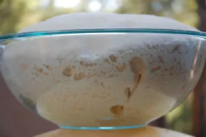 authentic SOURDOUGH STARTER yeast San Francisco BEAST+ RECIPES10 starters in 1 d - Picture 1 of 6