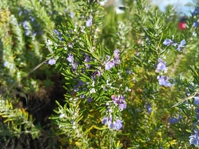 Organic Rosemary Herb Plant LIVE 12 X Cuttings 10 Inch each  USA Grown FAST SHIP - Image 1 of 4