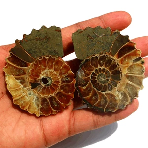 2 Pcs Natural Ammonite Fossil Conch Matching Pair Reiki Mineral Specimen~ 142.3g - Picture 1 of 15