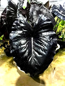 Colocasia Eléctrica Azul Gecko Esculenta Especie Nueva HB Oreja de Elefante + Phyto Cert - Imagen 1 de 9
