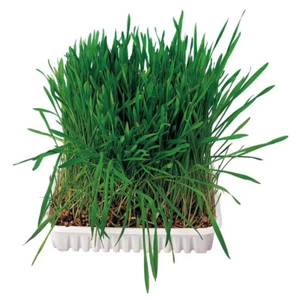 Trixie Kleintiergras, Schale, UVP 1,99 EUR, NEU - Bild 1 von 2