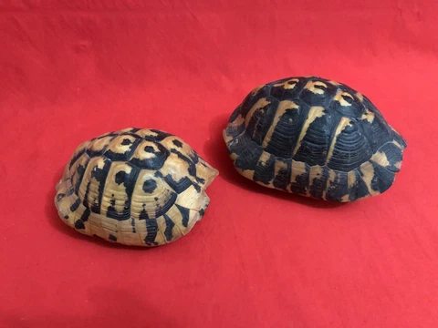 OLD SET OF 2 TURTLE SHELLS DECORATION COLLECTIBLE LUCKY CHARM HOME OFFICE LUXURY Cover