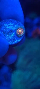 1 Frag - Rainbow Incinerator - Zoa Zoanthid - Soft Saltwater Reef Live Coral - Picture 1 of 3
