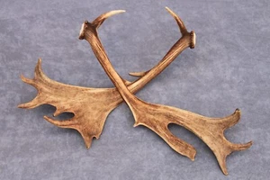 JUEGO NATURAL DE ASTAS DE CIERVO EN BARBECHO (PAR, CUERNO, TALLA, TAXIDERMIA) - Imagen 1 de 12