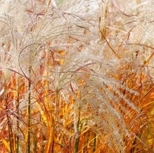 T&M Miscanthus Grass Indian Summer Garden Hardy Perennial Plants 1 x 9cm Pot - Picture 1 of 2