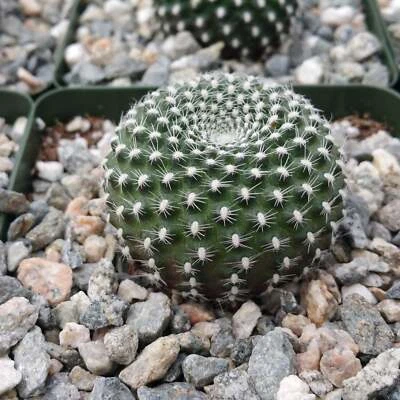 Rebutia Krainziana - LIVE PLANT - Image 1 of 4