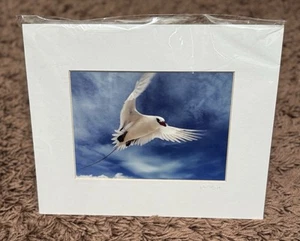 Rotschwanz Tropenvogel Passepartout Foto - Mark Sullivan Wildlife Druck, Hawaiian Vogel - Bild 1 von 8