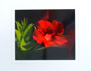 Impresión fotográfica "hibisco" doble mate para adaptarse a marco de 11" x 14" - Imagen 1 de 1