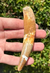 HUGE Spinosaurus Dinosaur Tooth Fossil 4.9” Theropod Cretaceous Morocco Kem Kem - Picture 1 of 16