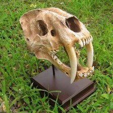 Smilodon Saber Tooth Sabertooth Tiger 1:1 Replica Skull Model Collection Craft
