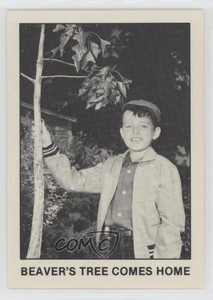 1983 Pacific Leave it to Beaver Beaver's Tree Comes Home #31 3c7