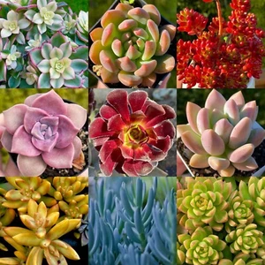Rainbow Succulent Bundle 9 Colorful Live Succulents/Cuttings (Variety May Vary) - Picture 1 of 17
