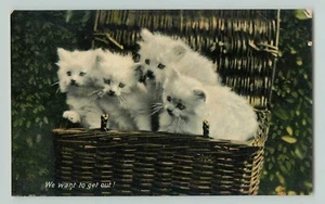 POSTCARD TUCKS RAPHOLETTE KITTENDOM #8031 WHITE CATS KITTENS - Picture 1 of 2