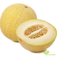 Galia Melon 30 SEEDS - CUCUMIS MELO var. RETICULATUS + GIFT 5 seeds of Sunflower