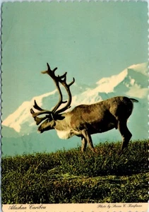 Alaska Karibu, eines der majestätischsten Tiere Alaskas Postkarte - Bild 1 von 2