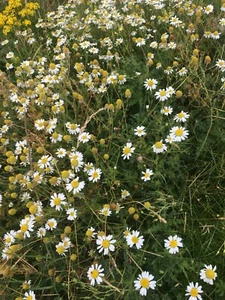 SEA MAYWEED WHITE COASTAL NATIVE WILD FLOWER SEEDS Tripleurospermum maritima - Picture 1 of 7