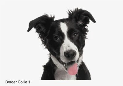 LARGE-SIZED CAR DECALS - BORDER COLLIE - 2 CHOICES - Image 1 of 3