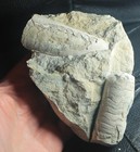 Big  Silurian fossils Nautiloids cluster , Cephalopods