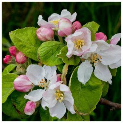 3 Crab Apple Trees 40-60cm Native Malus Hedging,Make your own Cider & Jelly - Image 1 of 4