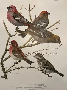 Birds of NY Pine Grossbeak Purple Finch Color Plate Print Louis Agassiz Fuertes - Picture 1 of 2