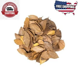 Natural Dried Jack Fruit Leaves Bio Film Shrimp Aquarium Free Ship In Sri Lanka - Picture 1 of 8