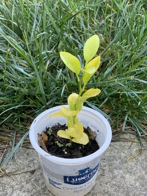 Planta viva pequeña plántula de árbol frutal de limón Meyer mejorada Foto 1 de 4