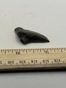 1.75” Snaggletooth Shark Tooth Fossils NC Coast V56 - Picture 1 of 4
