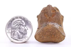 Rare Hadrosaur Dinosaur Fossil Basioccipital Hell Creek South Dakota SD COA 5740 - Bild 1 von 12