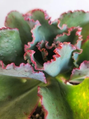 1 Echeveria Hybrid Ruffles Colorful  Succulent Plant  6"  Healthy Well Rooted 1G - Image 1 of 4