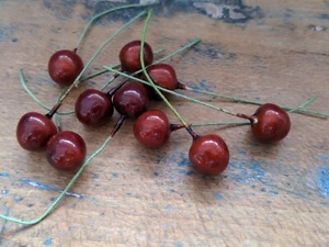 ♡Alte Staubblätter Staubgefäße Staubfäden Früchte braun 10 Stück♡ - Picture 1 of 1