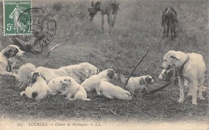CPA 65 LOURDES / CHIENS DE MONTAGNE - Picture 1 of 1